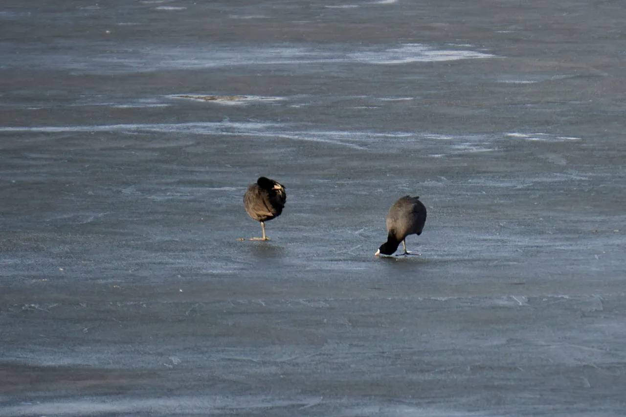 Dongtan Lake 5.JPG