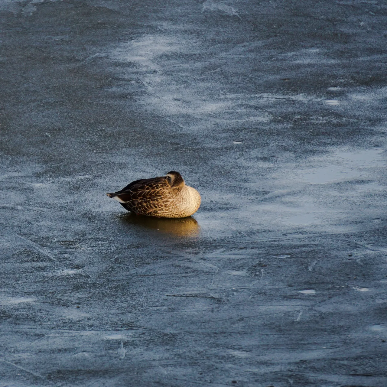 Dongtan Lake 3.JPG