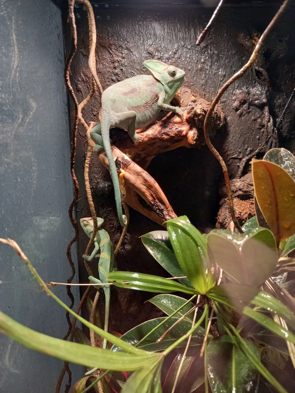 Reptile Museum (11).jpg