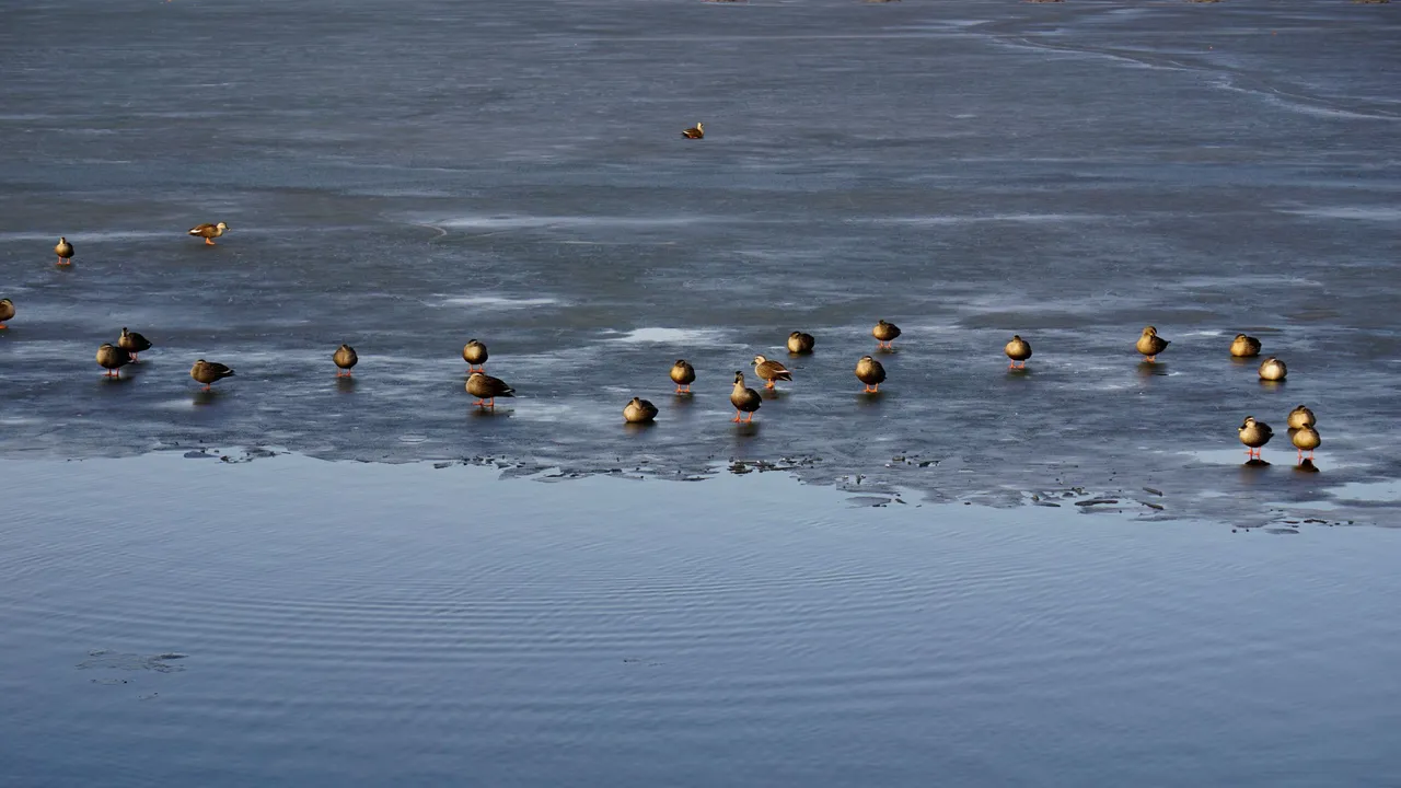 Dongtan Lake 1.JPG