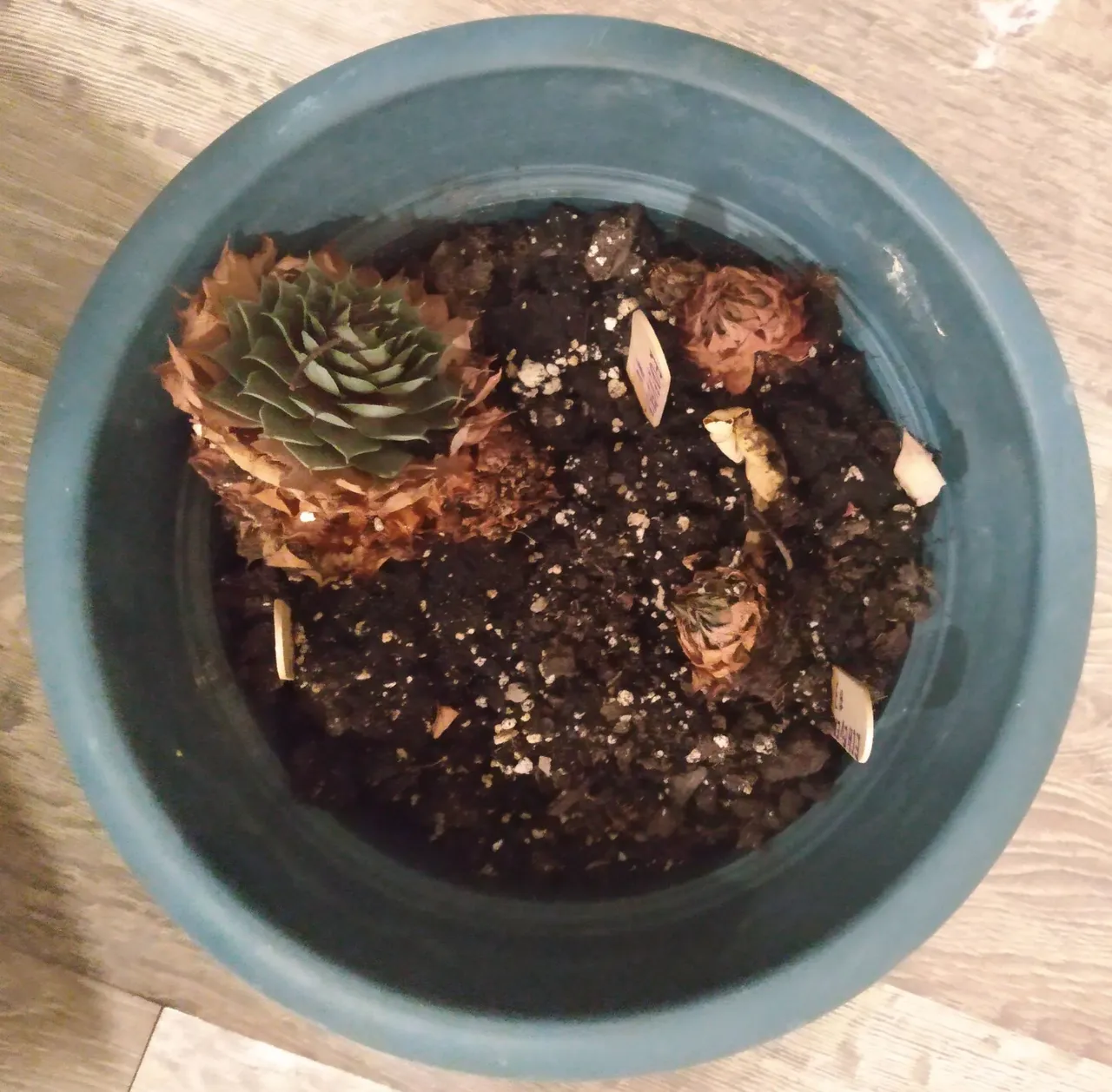 Echeveria 1.jpg