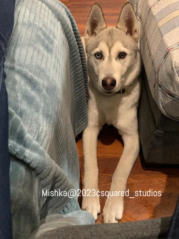 mishkawatermark2.jpg