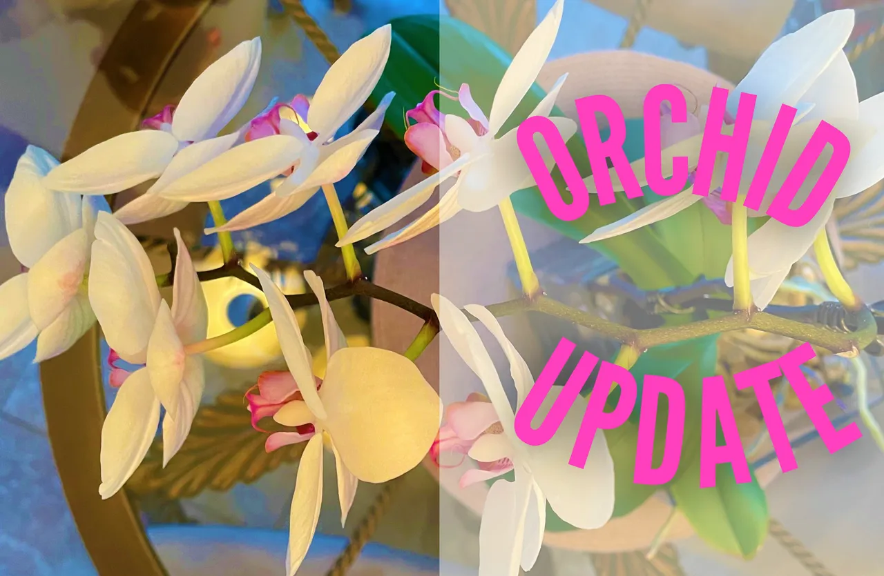 Orchid Update - 5-7-2021.png