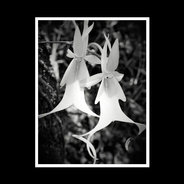 FakahatcheeStrandPreserve_ghostorchids_2 (2)boarder_1.jpg