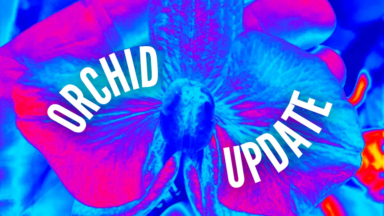 Orchid Update 01.png