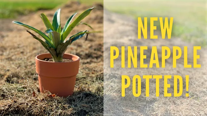 New Pineapple Potted Banner.png