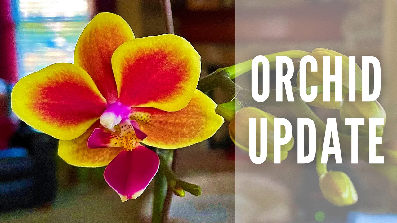 Orchid Update - 4-20-2021.png