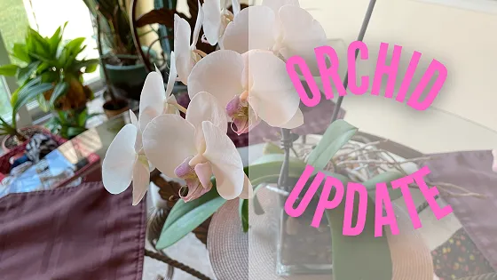 Orchid Update - 9-21-2021.png