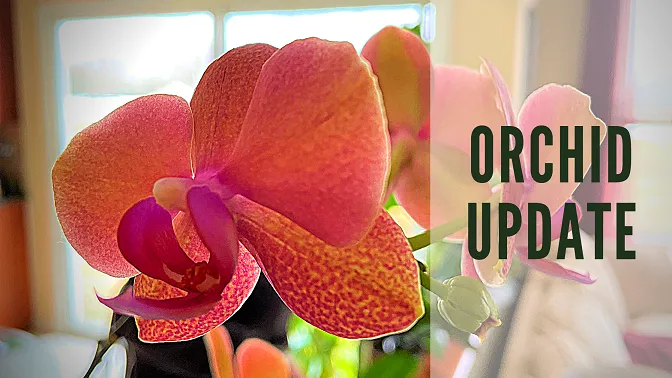 Orchid Update 3478237.png