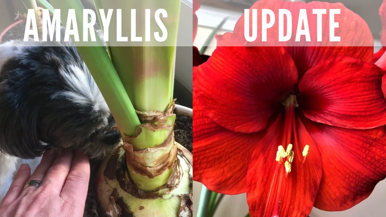 Amaryllis Update.png