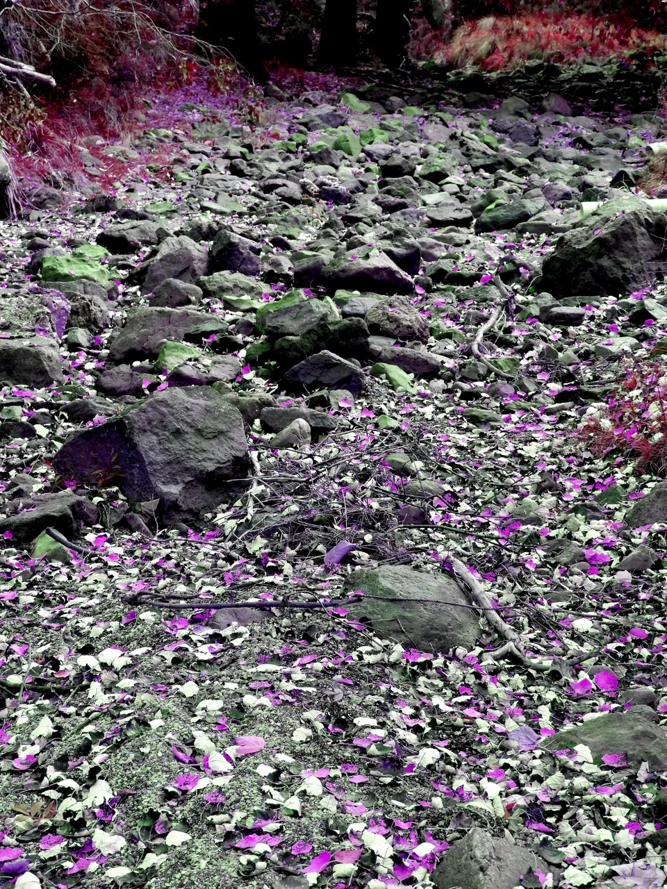 PURPLE CREEK.png