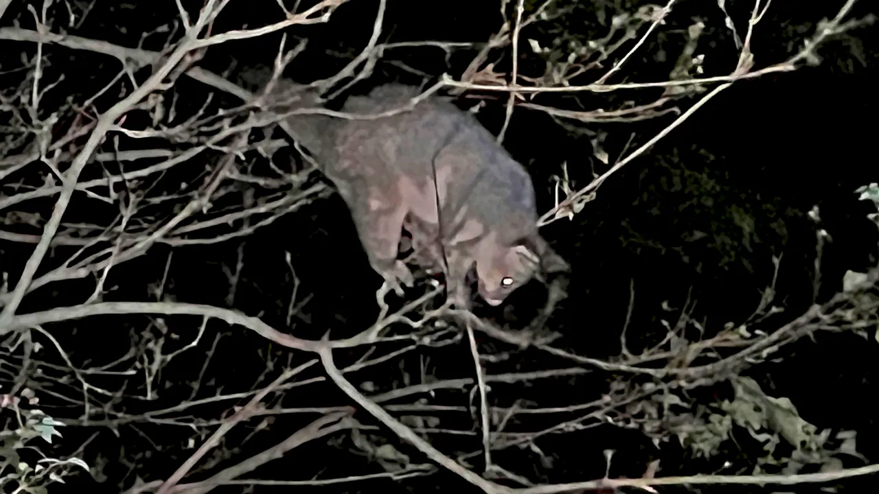 POSSUM 2.png