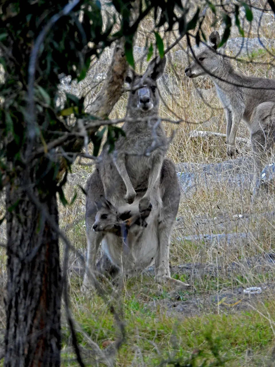 MUM KANGAROO AND JOEY.png