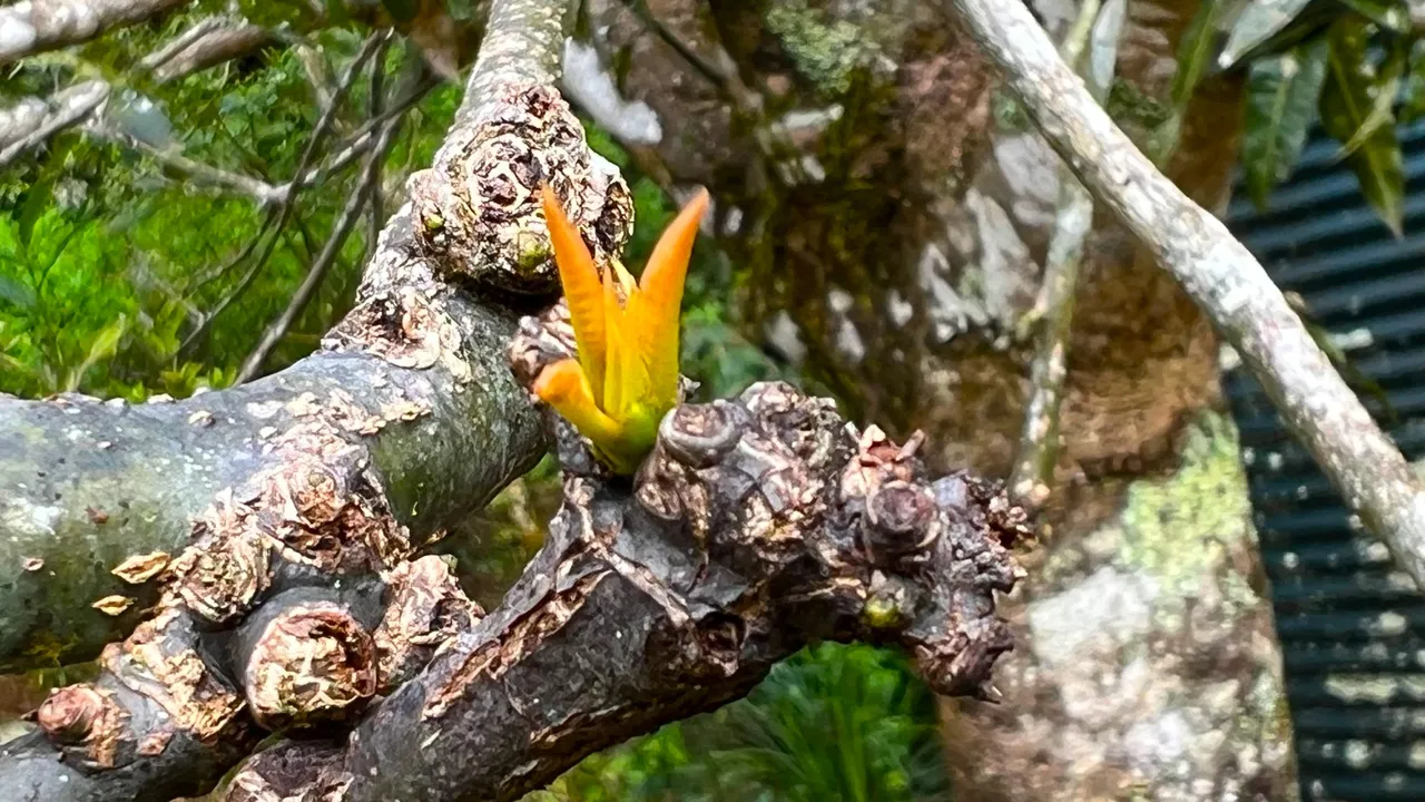 MANGO SHOOT.jpg