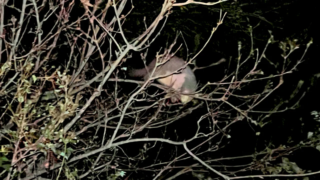 POSSUM 3.png