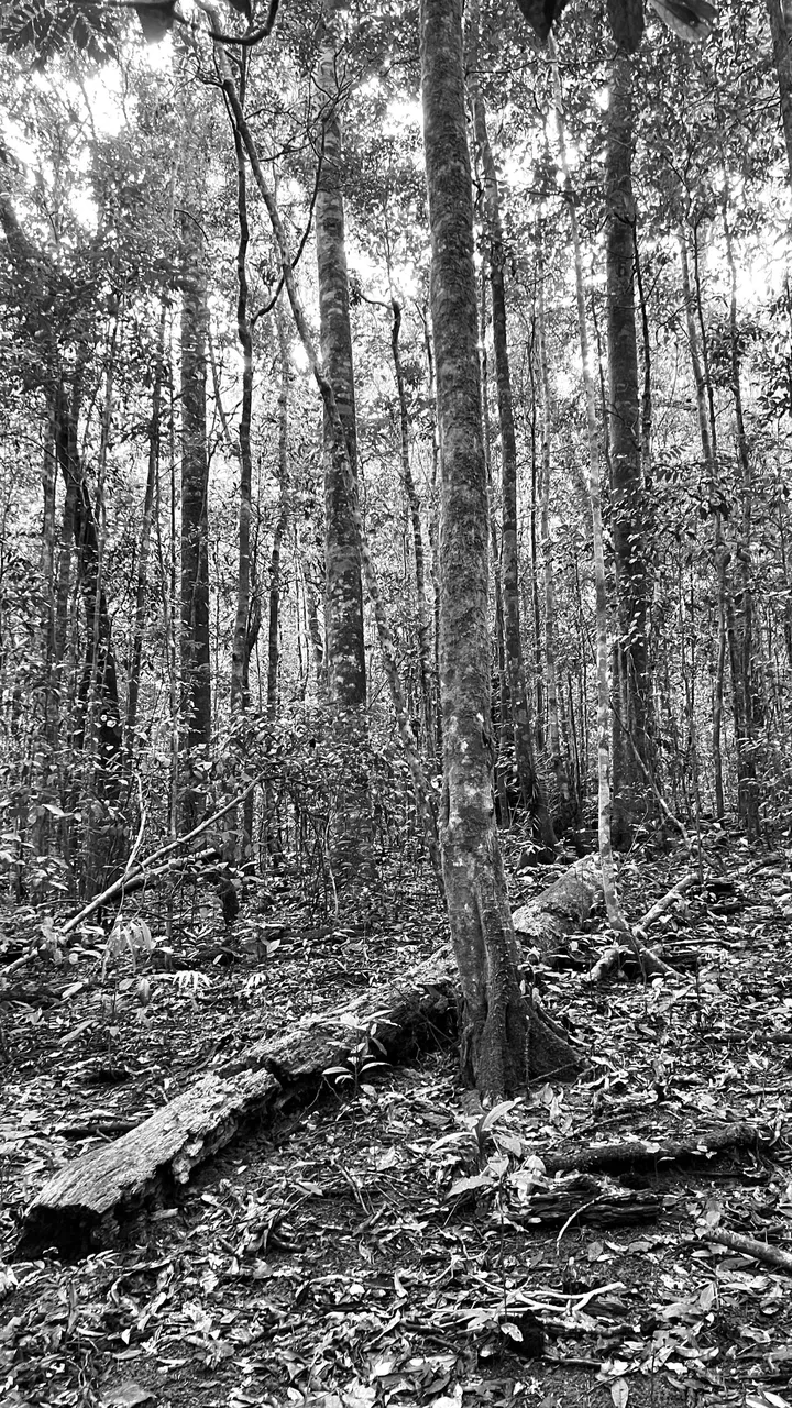 B&W TREE IN TRACK.jpg