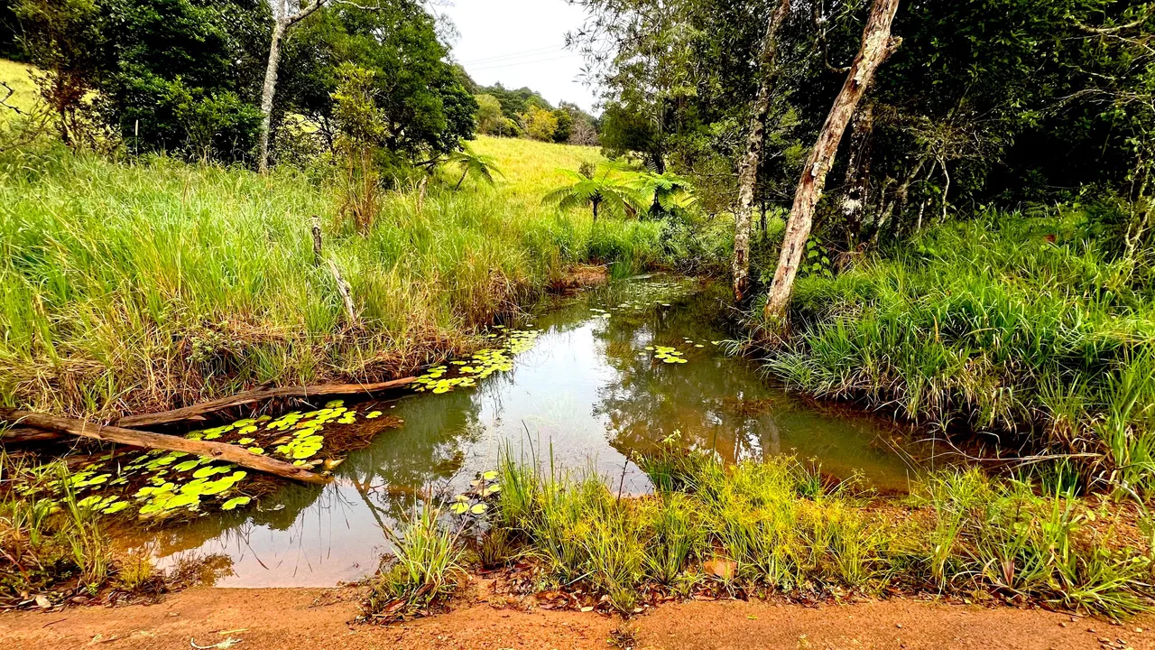 pond1.jpg