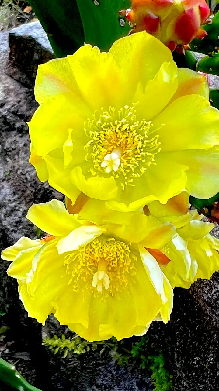 YELLOW FLOWER.JPG