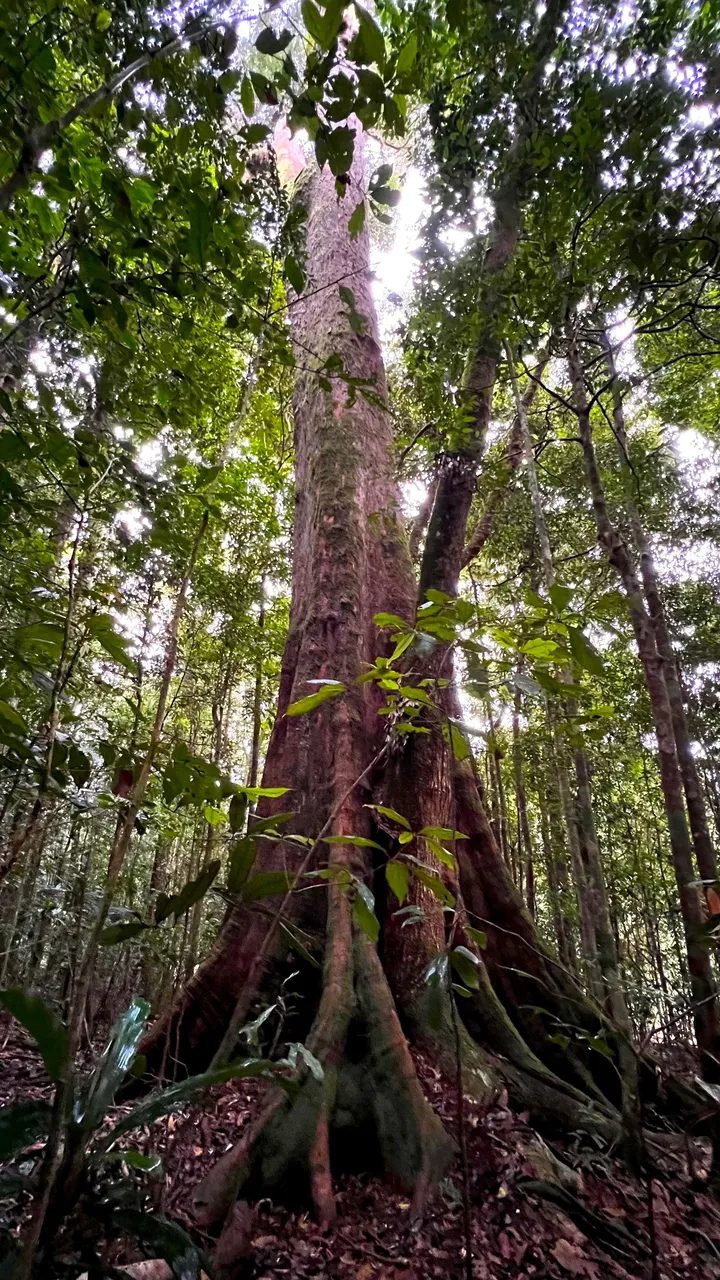 MOTHER TREE3.jpg
