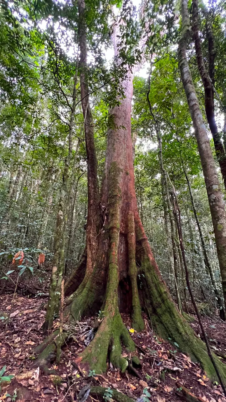 MOTHER TREE2.jpg