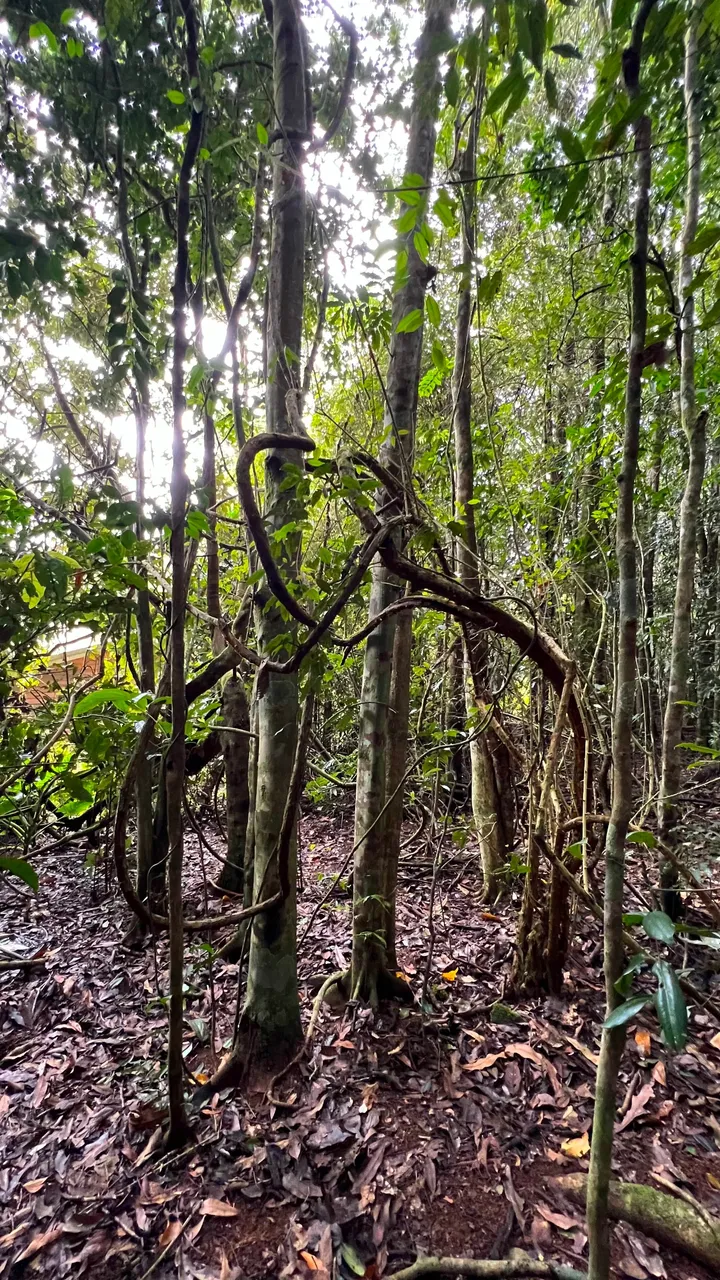 TWISTED VINES.jpg