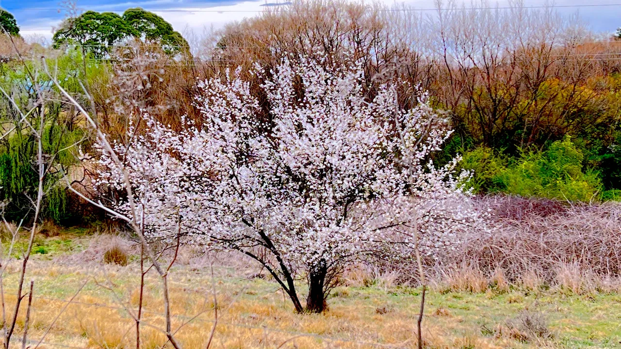 PINK BLOSSOMS.jpg