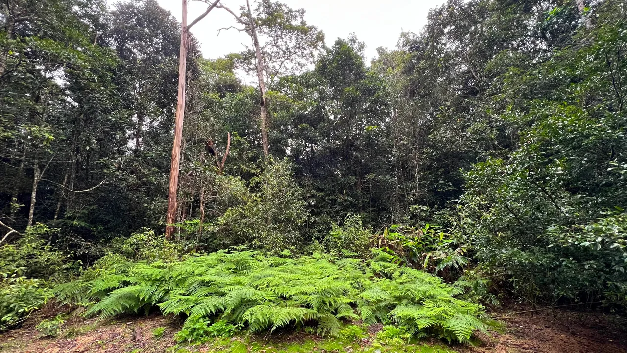 ferns3.jpg