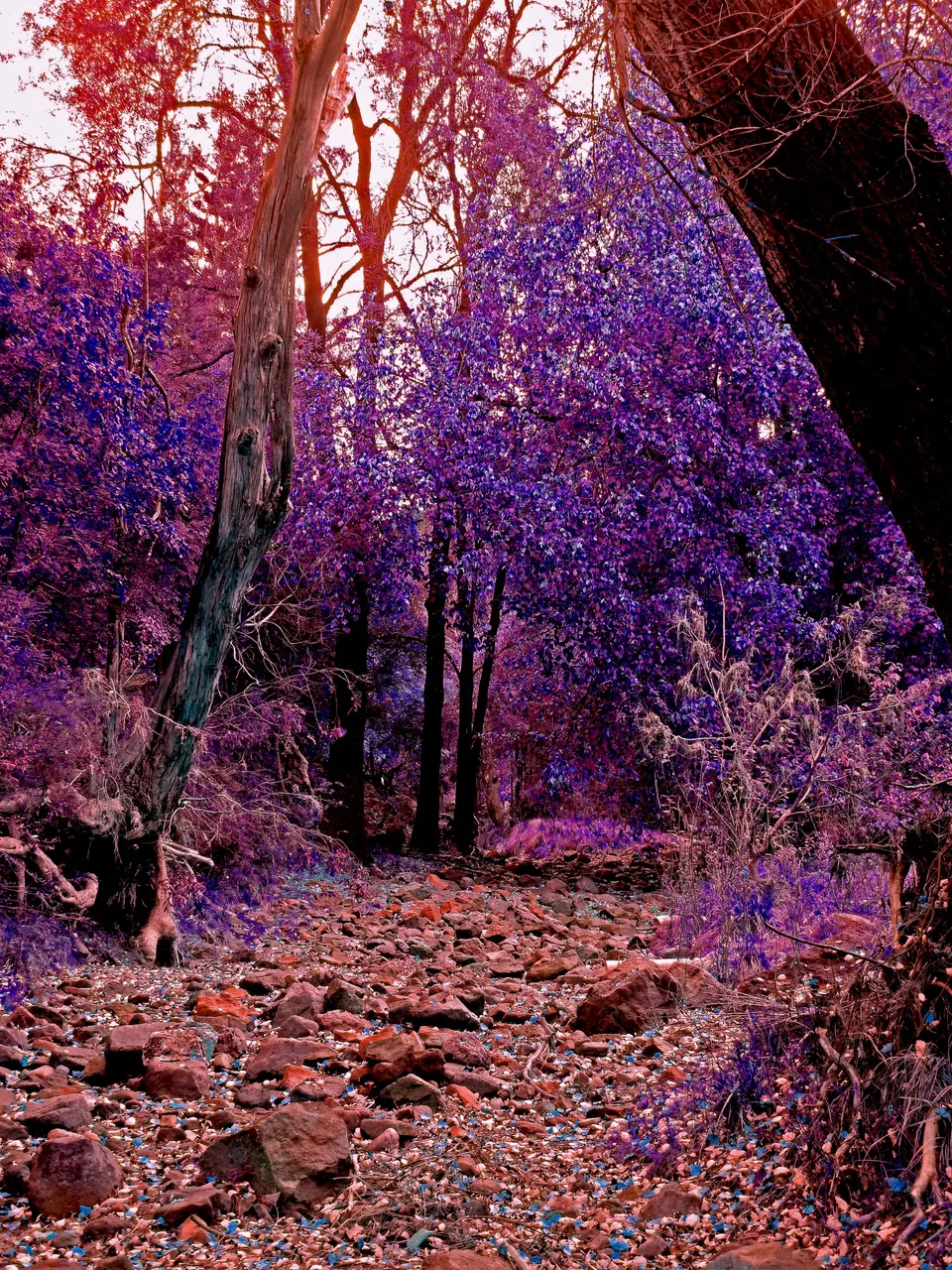 COLLURED CREEK.png
