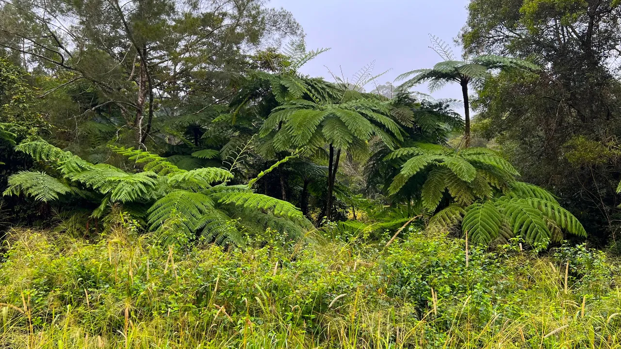 ferns2.jpg