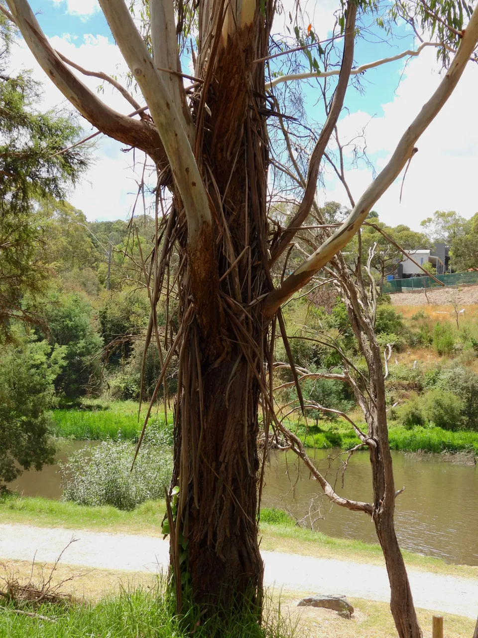 TREE BARK #2.png