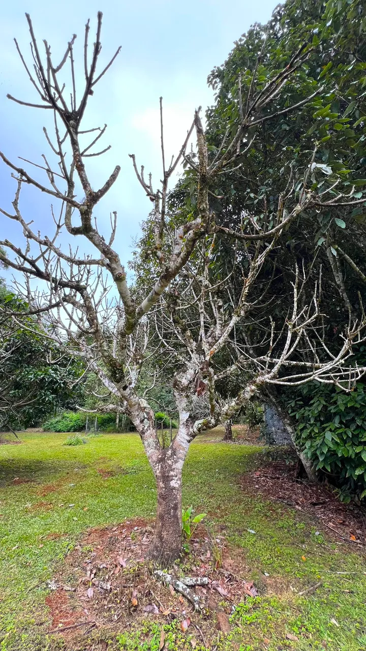DEAD MANGO TREE.jpg