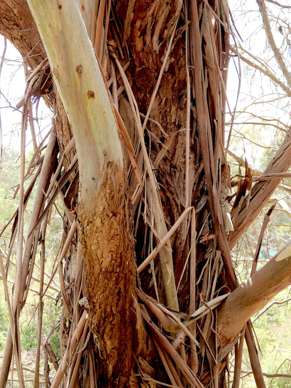 TREE BARK #1.png