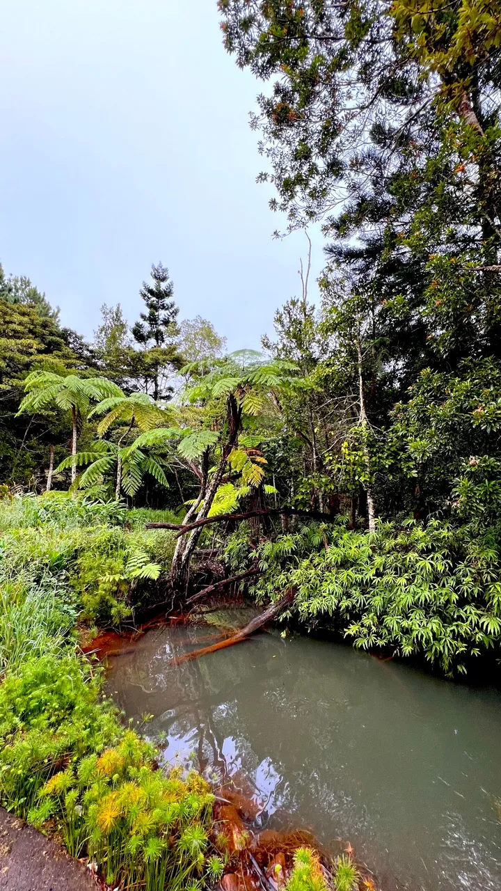 POND.jpg