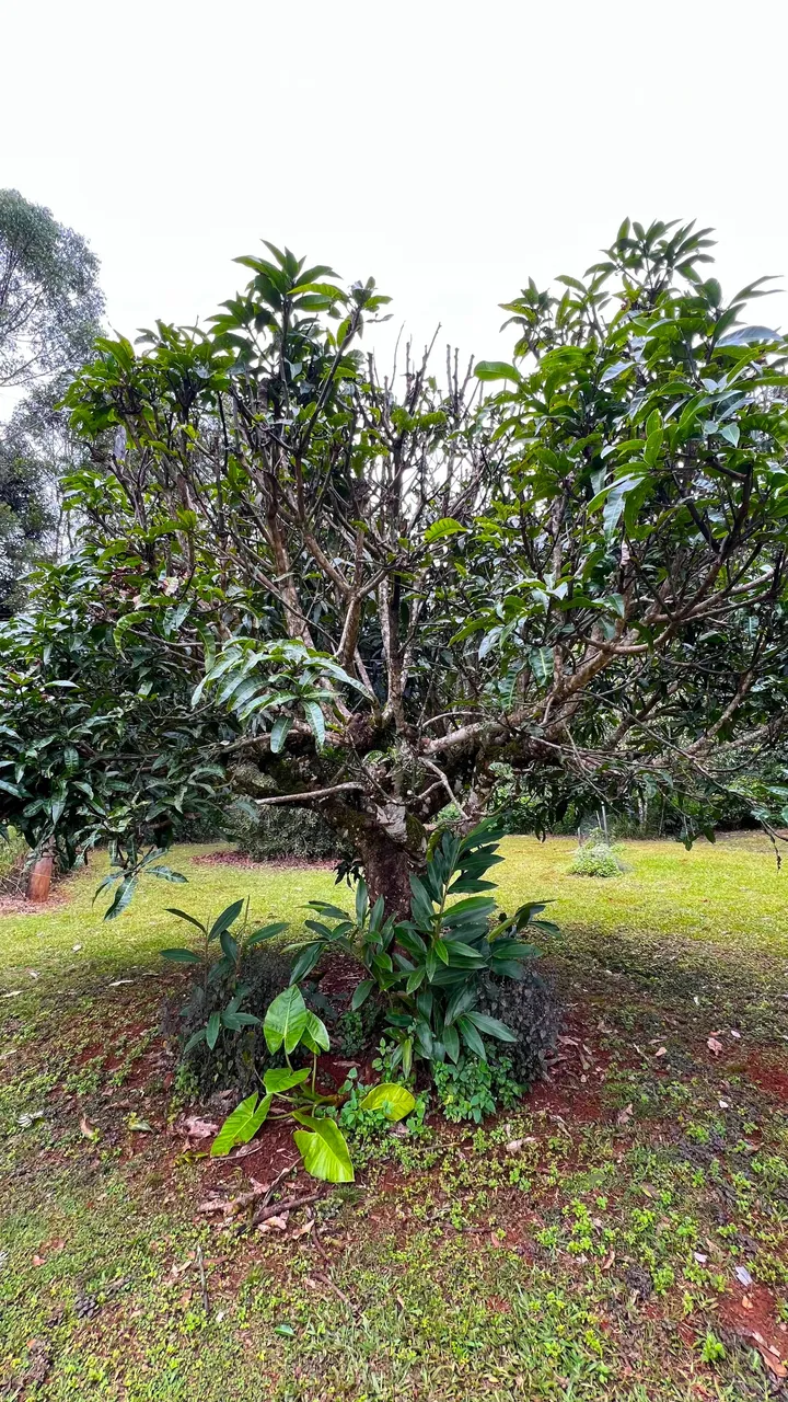 AVOCADO TREE.jpg