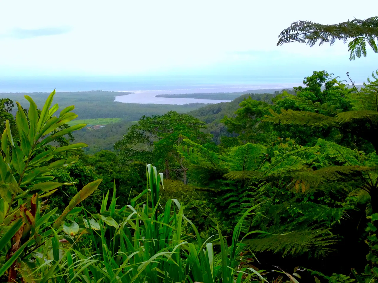 mouth of the daintree from alexandra headland lookout.JPG