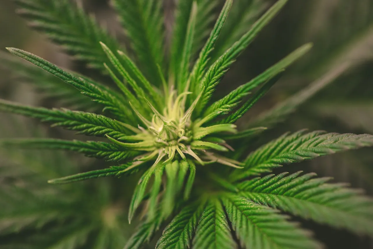 buds-1071.jpg