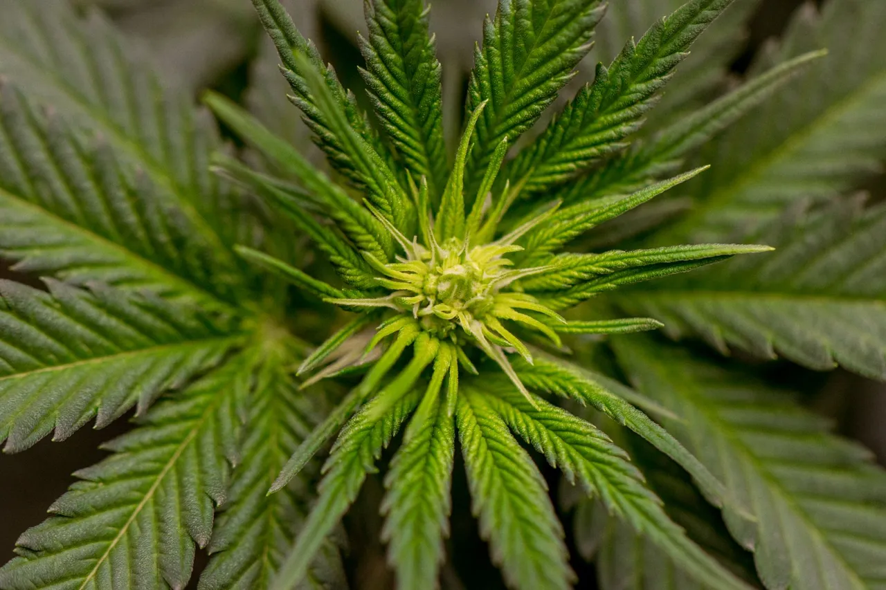 buds-1063.jpg