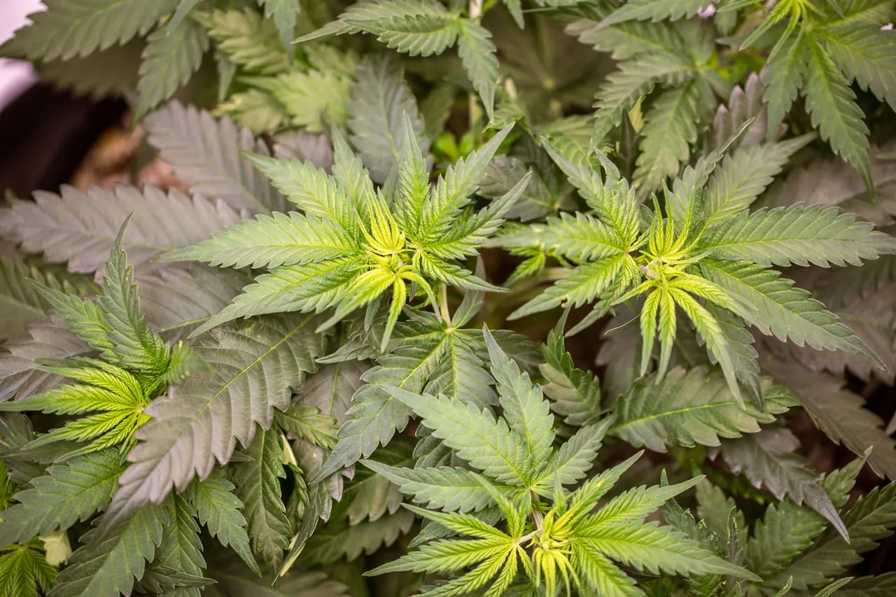 weed-0891.jpg