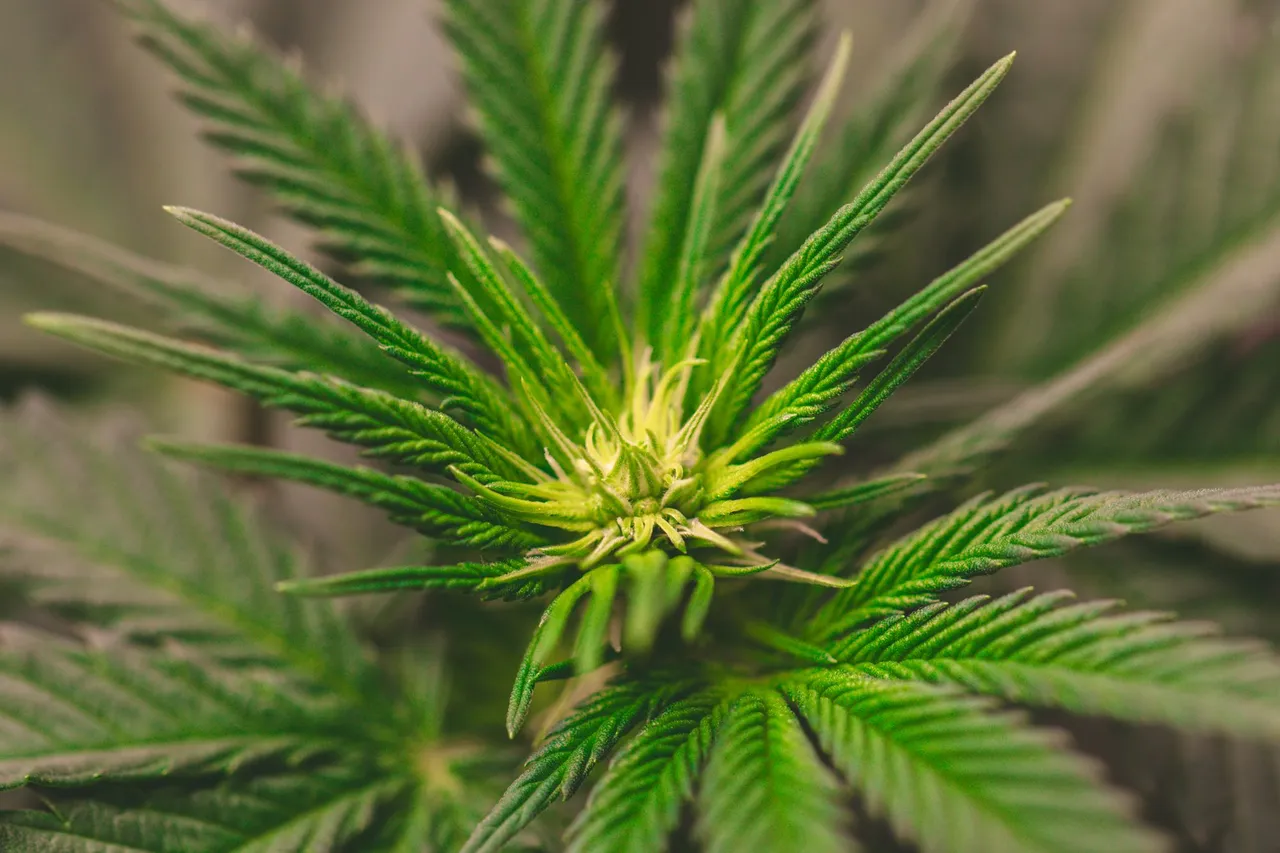 buds-1068.jpg