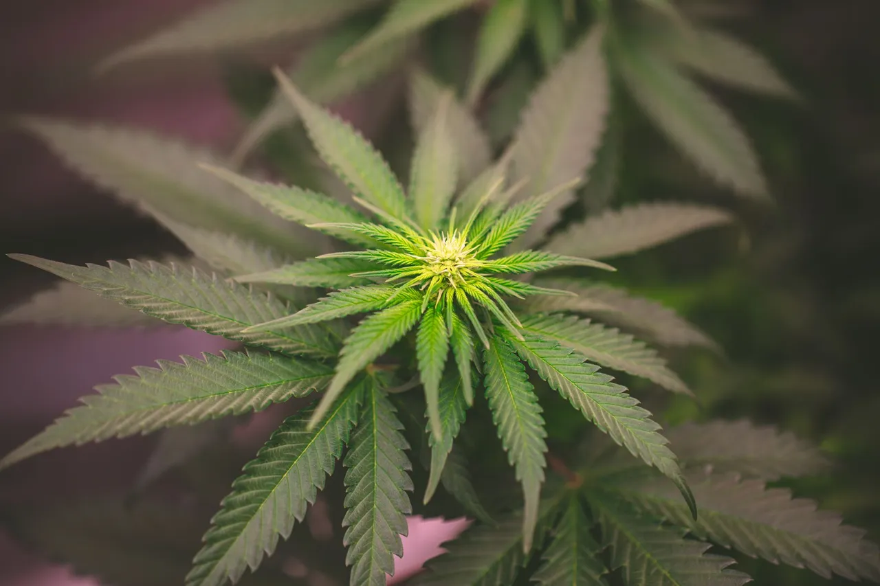 weed-1129.jpg