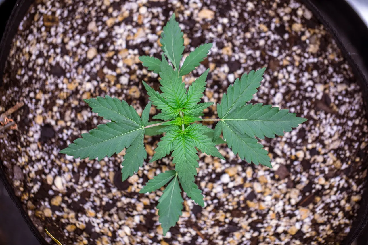 plants-0419.jpg