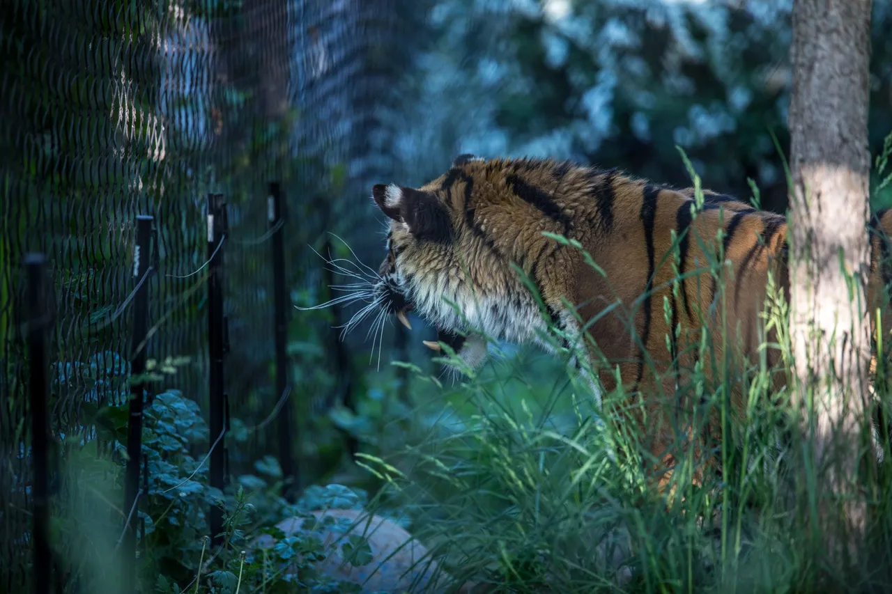 bigcats-2840.jpg