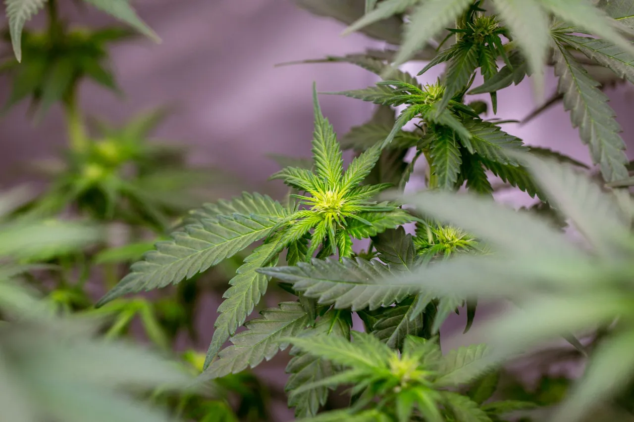 weed-1139.jpg