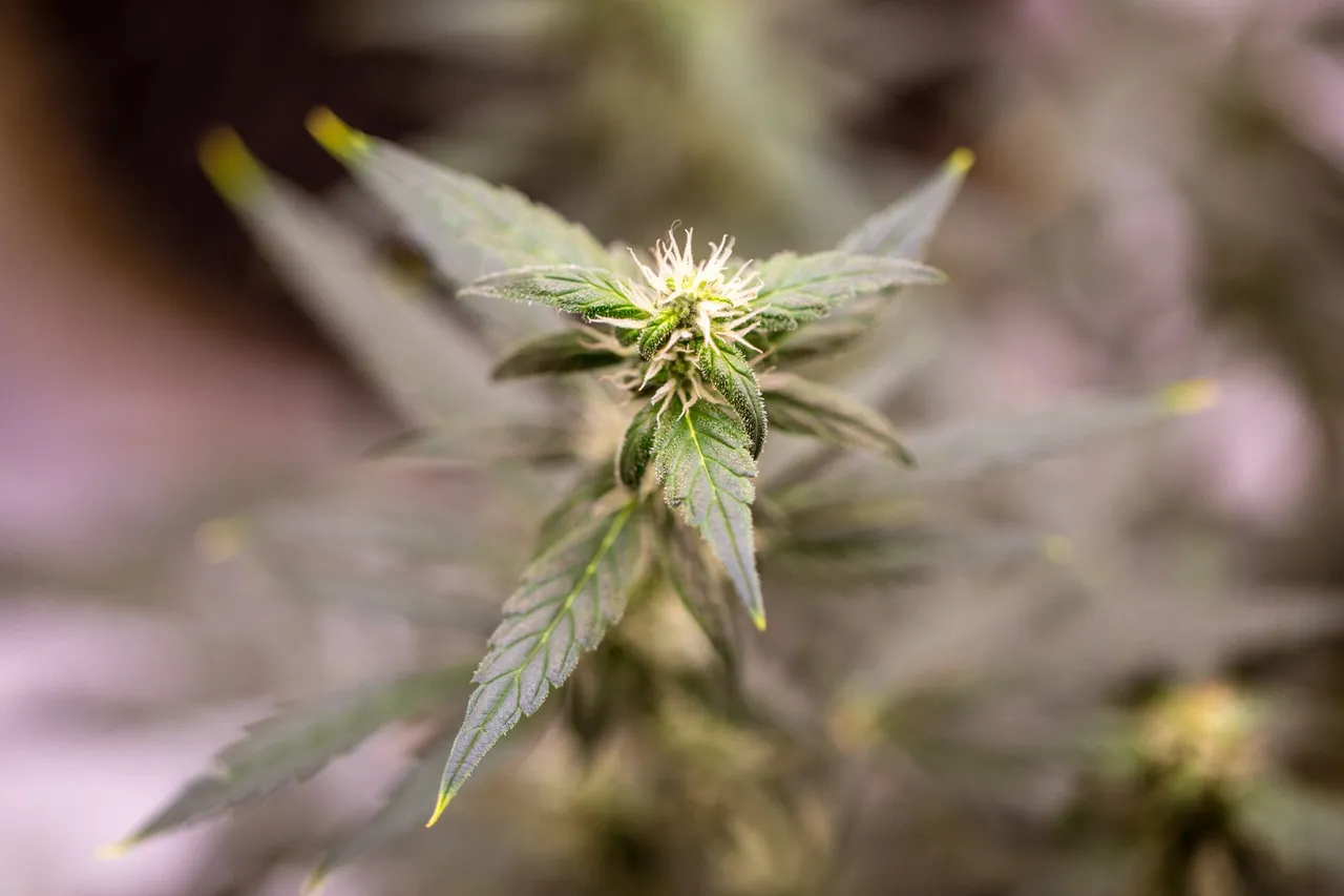 weed-1128.jpg