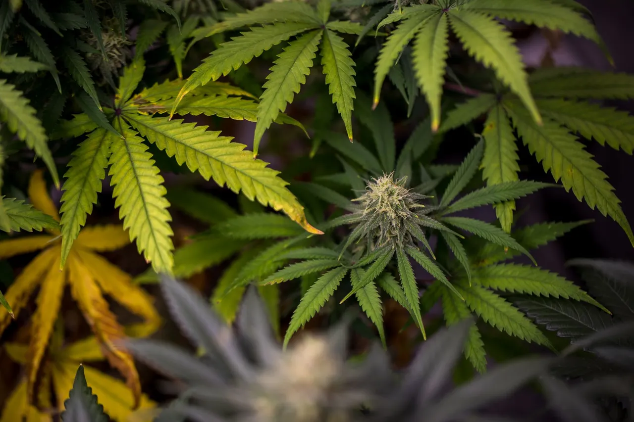 weed-2612.jpg