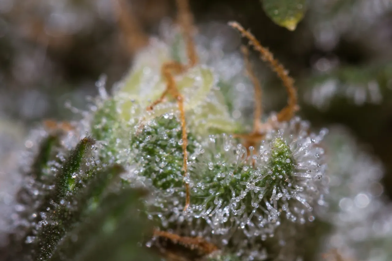 weed-3228.jpg