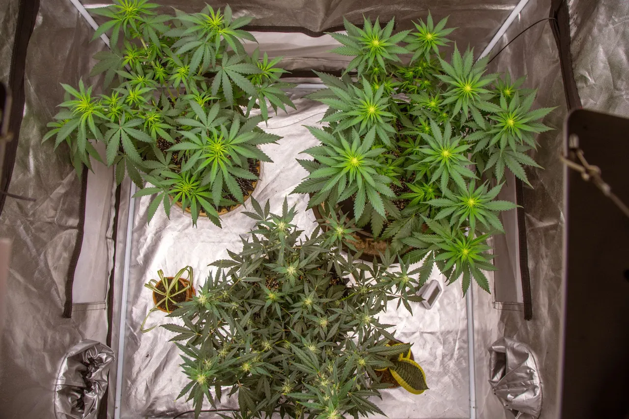 weed-1120.jpg