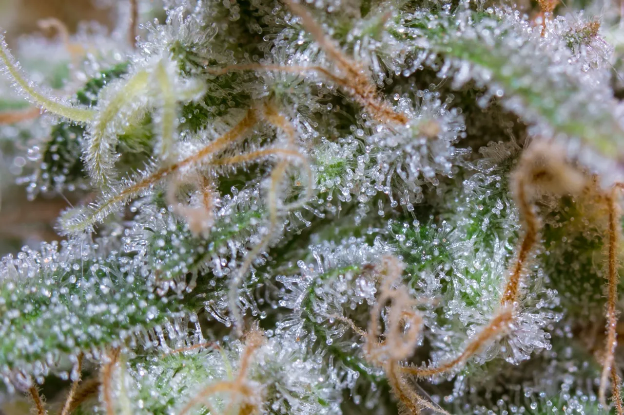 weed-3221.jpg