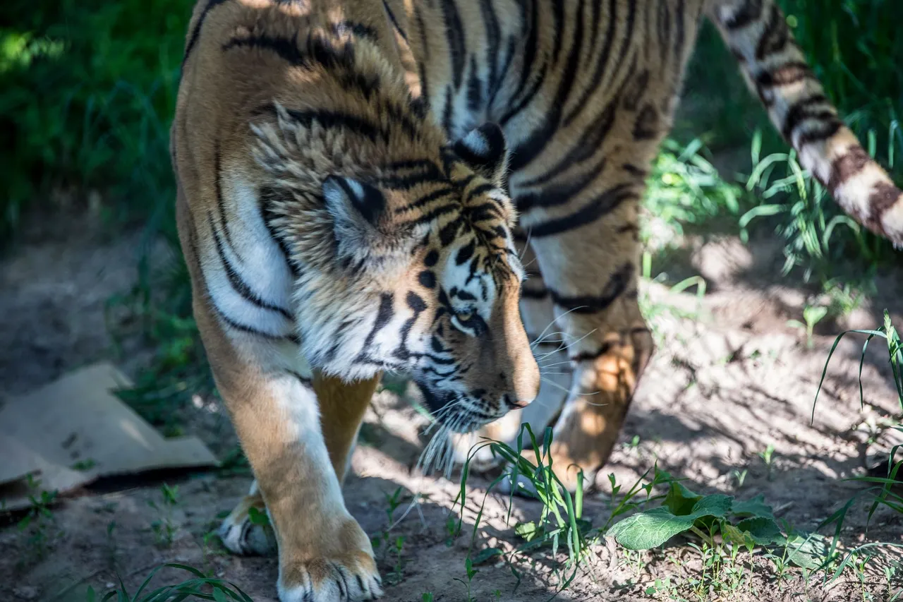 bigcats-2851.jpg