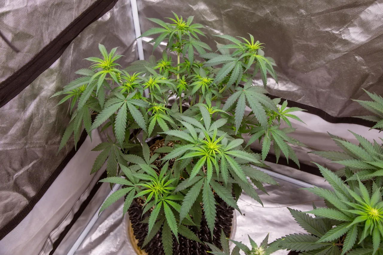 weed-1122.jpg